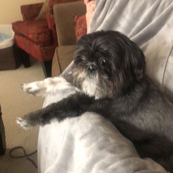 Royal Pets - Pet Groomers Near Me