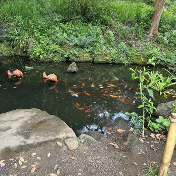 Byodo-In Temple - Koi pond - Buddhist Temples Near Me - Kaneohe, Hawaii