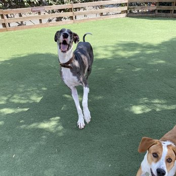 Tefani & So. Dogcare - Pet Sitting Near Me - San Francisco, California Tefani & So. Dogcare - Pet Sitting Near Me - San Francisco, California