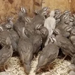 Quail Life Farm and Hatchery - Chukars(aka Partridge), great bird to hunt. Tho not native, they adapt well to Florida