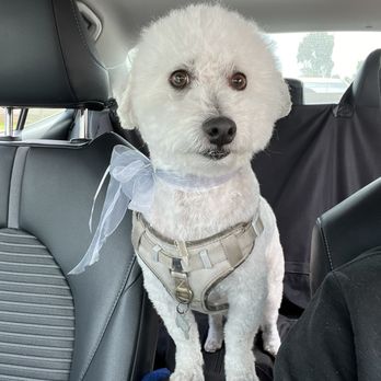 Dream Pet Grooming - After pic - Pet Groomers Near Me - Irvine, California Dream Pet Grooming - After pic - Pet Groomers Near Me - Irvine, California