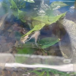 Dead frogs