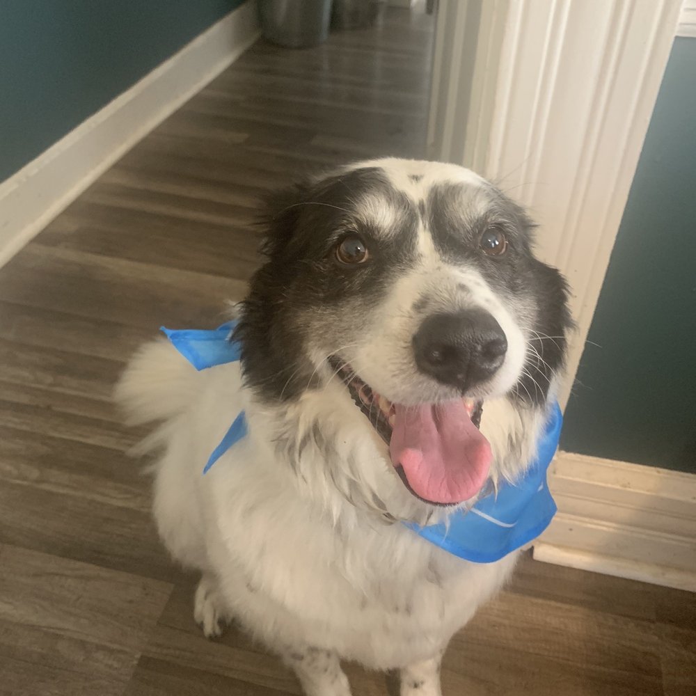 Ares feeling fresh after being groomed. Ares feeling fresh after being groomed.