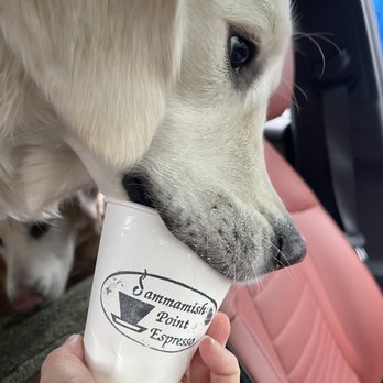 Sammamish Point Espresso - Pup cups - highlights before Disneydoggieland. - Coffee & Tea Near Me - Redmond, Washington Sammamish Point Espresso - Pup cups - highlights before Disneydoggieland. - Coffee & Tea Near Me - Redmond, Washington
