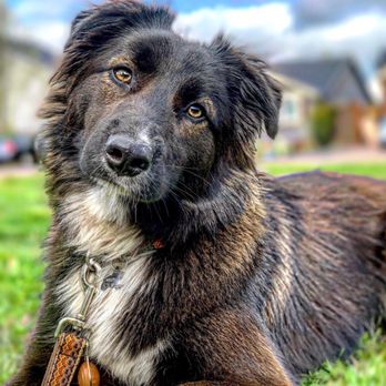 Walk My Doggo - Molly - Dog Walkers Near Me Walk My Doggo - Molly - Dog Walkers Near Me