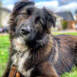 Walk My Doggo - Molly
