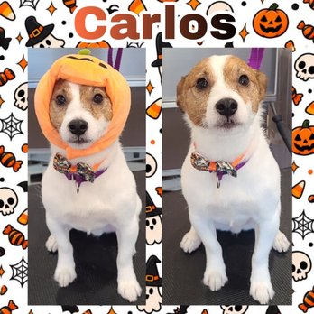 Furrari Pet Spa - Pet Groomers Near Me - Lake Bluff, Illinois Furrari Pet Spa - Pet Groomers Near Me - Lake Bluff, Illinois