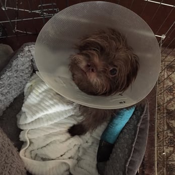 Fetch! Pet Care - Chex recovering from surgery. - Dog Walkers Near Me Fetch! Pet Care - Chex recovering from surgery. - Dog Walkers Near Me