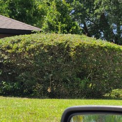 Knockout Landscaping - Initial trimming