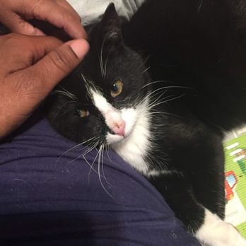 Holistic Healing Works - Animal Master Reiki session - Reiki Near Me - Watchung , New Jersey Holistic Healing Works - Animal Master Reiki session - Reiki Near Me - Watchung , New Jersey