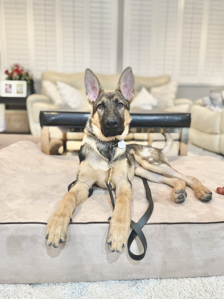 TLC CANINE TRAINING 97 Photos & 55 Reviews Phelan, , California