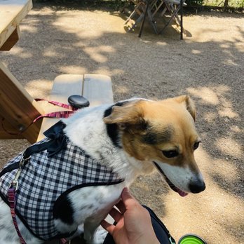 Kinda Tropical - Paw Friendly Patio ~ Kinda Tropical ~ East Austin Texas - Breakfast & Brunch Near Me - Austin, Texas Kinda Tropical - Paw Friendly Patio ~ Kinda Tropical ~ East Austin Texas - Breakfast & Brunch Near Me - Austin, Texas