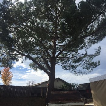 Higby Tree Services - Tree Services Near Me - Placerville, California