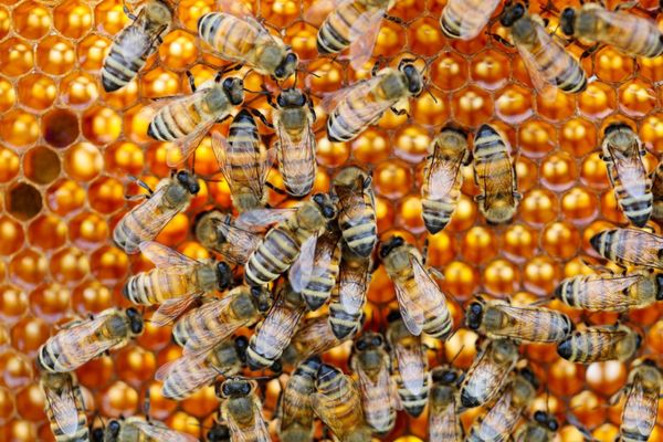 Round Rock Honey by null