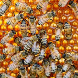 Round Rock Honey