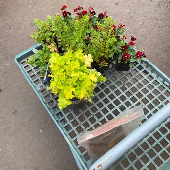 Newcastle Fruit & Produce - Half off all perennials and annuals! - Fruits & Veggies Near Me - Newcastle, Washington