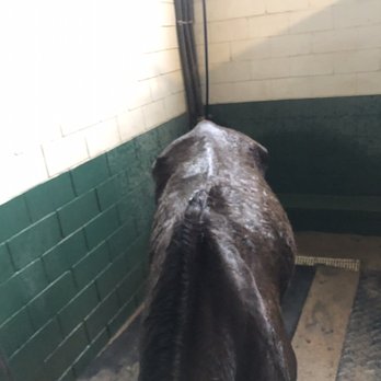 McKinney HorsePlex - My horse waiting for the vet before she was immediately moved off of the property. - Horseback Riding Near Me - McKinney, Texas McKinney HorsePlex - My horse waiting for the vet before she was immediately moved off of the property. - Horseback Riding Near Me - McKinney, Texas