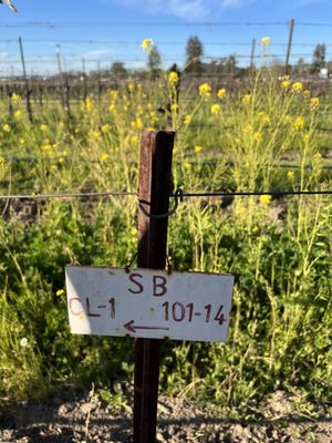 Rodney Strong Vineyards by null