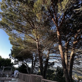 Francisco Mendoza Tree Service - Tree Services Near Me Francisco Mendoza Tree Service - Tree Services Near Me