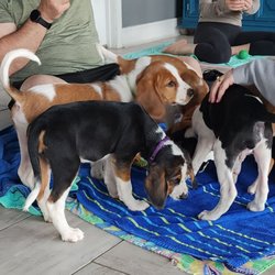 Goat Yoga Chicago - This is called hogging all the puppies.