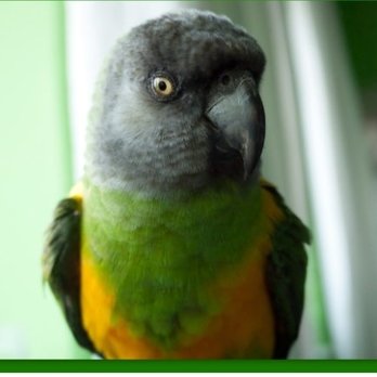Noah's Pet Ark - Pet Stores Near Me - Vancouver, British Columbia Noah's Pet Ark - Pet Stores Near Me - Vancouver, British Columbia