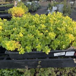 Walter Andersen Nursery - Sedum Confusum ground cover