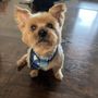 Photo of Pet Rescue Xpress Spa Mobile Grooming