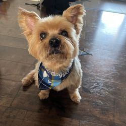 Pet Rescue Xpress Spa Mobile Grooming