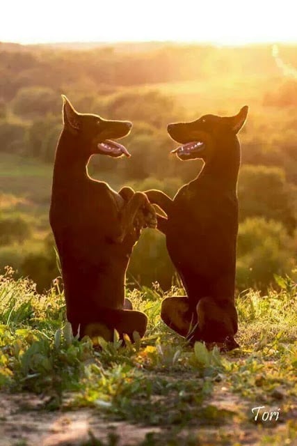 Styles For Miles Mobile Pet Spa Image