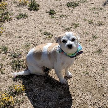 The Groomery - After - Pet Sitting Near Me - Rosamond, California The Groomery - After - Pet Sitting Near Me - Rosamond, California