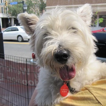 Dog World Rescue - Animal Shelters Near Me