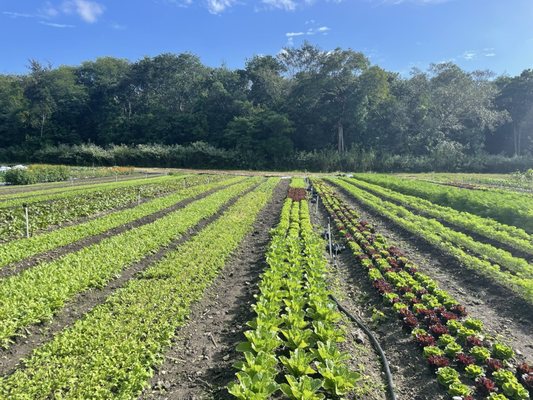 Little River Cooperative by null