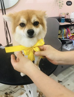 pet grooming - Our staff will be responsible, caring, experienced and skilled, the environment will be relaxed and comfortable, we will supply efficient and professional service. The products must be high quality. In addition to using domestic products, most of shampoo and conditioner imported from UK and Australia and tools imported from Germany and Japan.We always try do best.Let‘s care for and love your pet together! pet grooming - Our staff will be responsible, caring, experienced and skilled, the environment will be relaxed and comfortable, we will supply efficient and professional service. The products must be high quality. In addition to using domestic products, most of shampoo and conditioner imported from UK and Australia and tools imported from Germany and Japan.We always try do best.Let‘s care for and love your pet together!