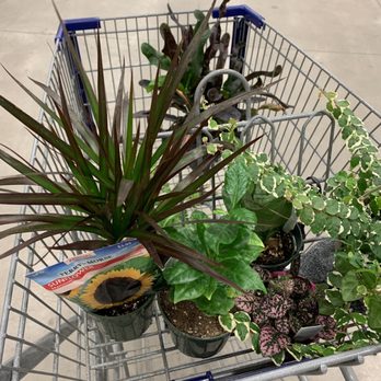 Lowe's Home Improvement - Plants - Hardware Stores Near Me - Reno, Nevada