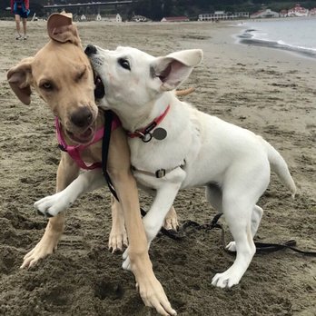 SmartyPup! - Pet Training Near Me - San Francisco, California SmartyPup! - Pet Training Near Me - San Francisco, California