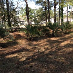 Four Seasons Nursery and Landscaping - Palms installed by the Four Season's Nursery crew.