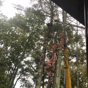 Warwick Tree Service - Bill preps tree for felling from bucket. - Tree Services Near Me - Coventry, Rhode Island
