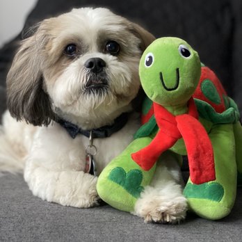 Zen Animals - Pet Groomers Near Me - Brooklyn, New York Zen Animals - Pet Groomers Near Me - Brooklyn, New York