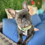 Photo of NorCal Bully Breed Rescue