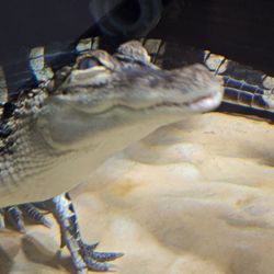 Cook Museum of Natural Science - Alligator