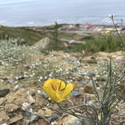 Oceanside Trail