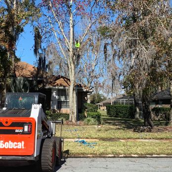 Legacy Tree Service - Taking down a sweet gum tree w/root rot in Lake Mary, Florida - Tree Services Near Me Legacy Tree Service - Taking down a sweet gum tree w/root rot in Lake Mary, Florida - Tree Services Near Me