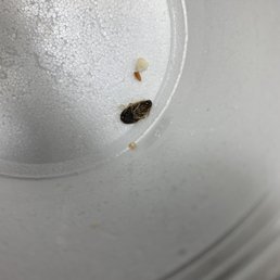 a bed bug on a white plate