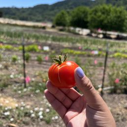 Tomato U-Pick
