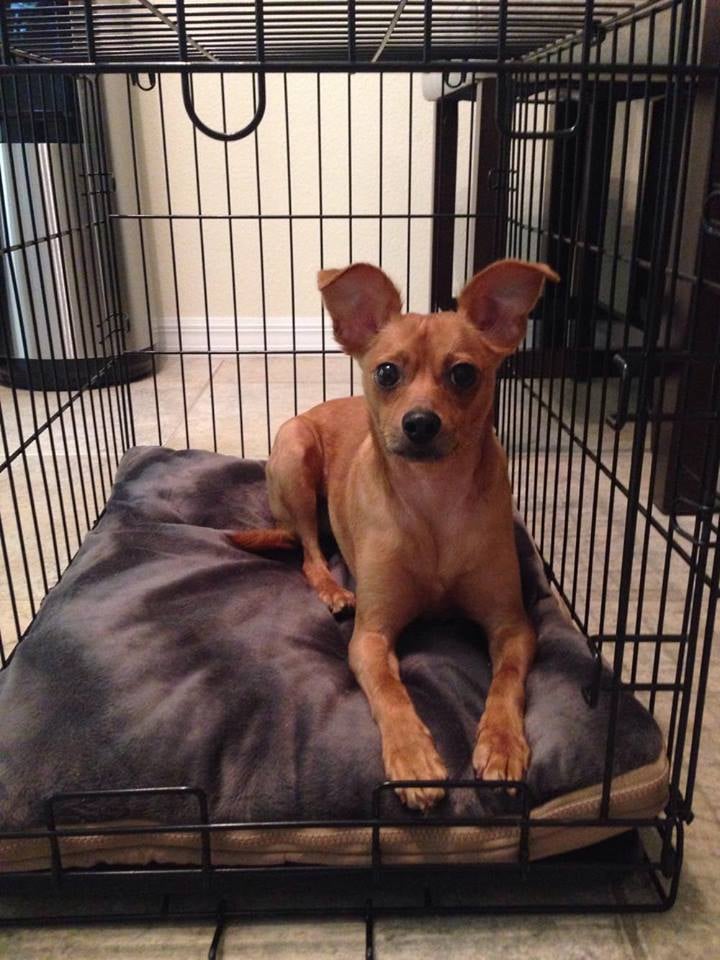 Wash 'n Zip Pet Bed Image