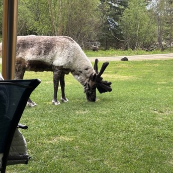 Running Reindeer Ranch - Walking Tours Near Me - Fairbanks, Alaska