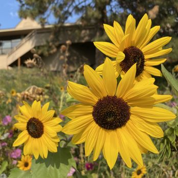 Drake Park and Mirror Pond - Sunflowers - Parks Near Me - Bend, Oregon