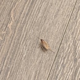 Roach outside of my bedroom