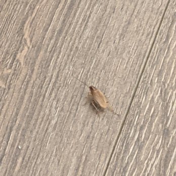 LP by CLG - Roach outside of my bedroom - Apartments Near Me - Los Angeles, California