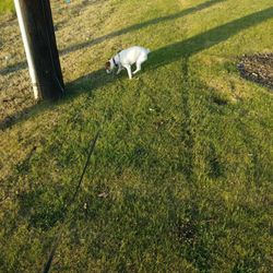 Grass for the doggy pit stop